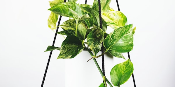 世界杯球票销售火爆 - 球迷排队购票场景